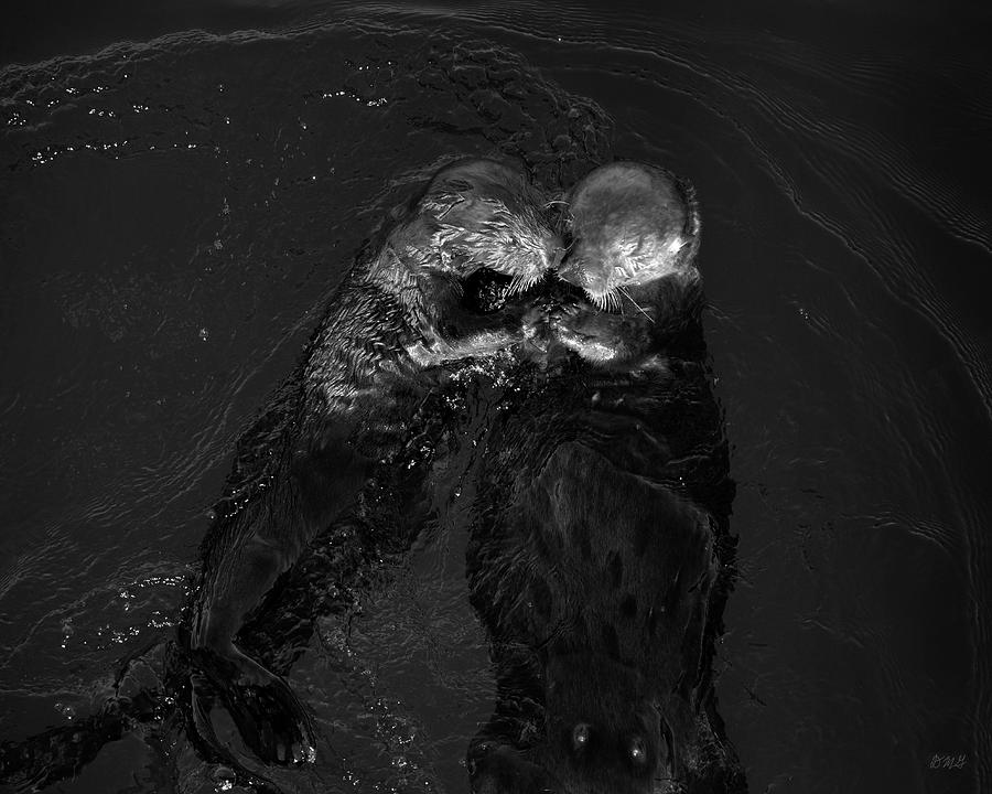 Sea Otters II BW Photograph by David Gordon