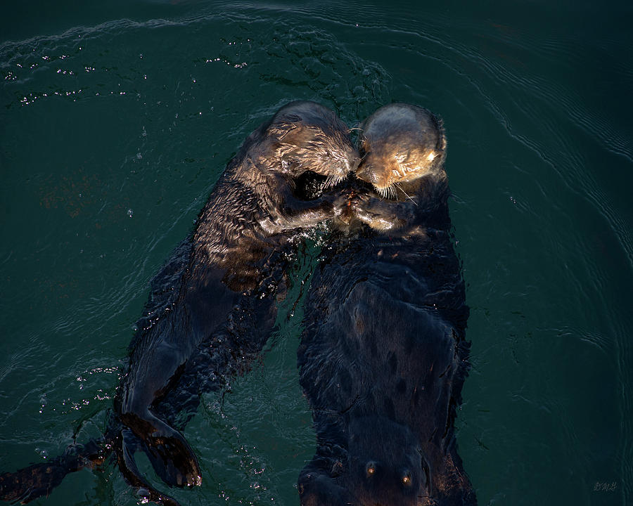 Sea Otters II Color Photograph by David Gordon