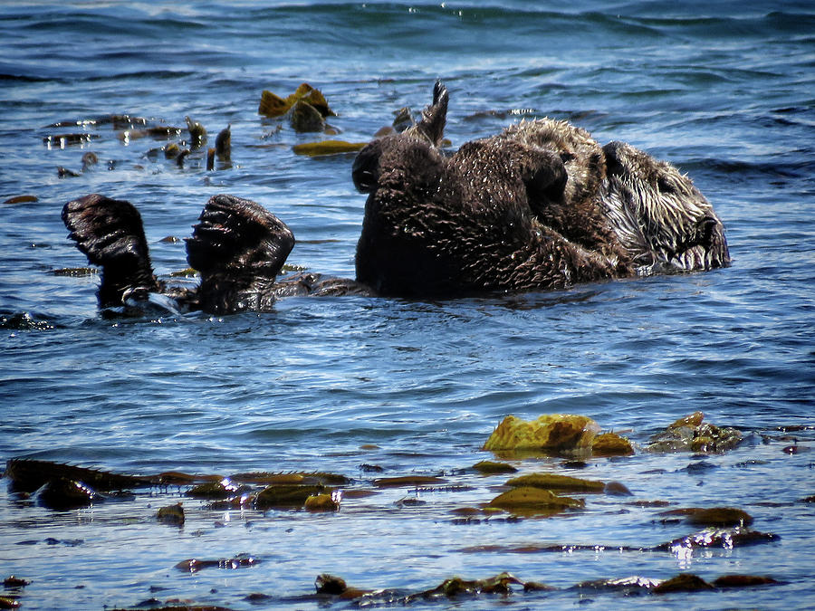Sea Otters of Morro Bay 1 Photograph by Helaine Cummins