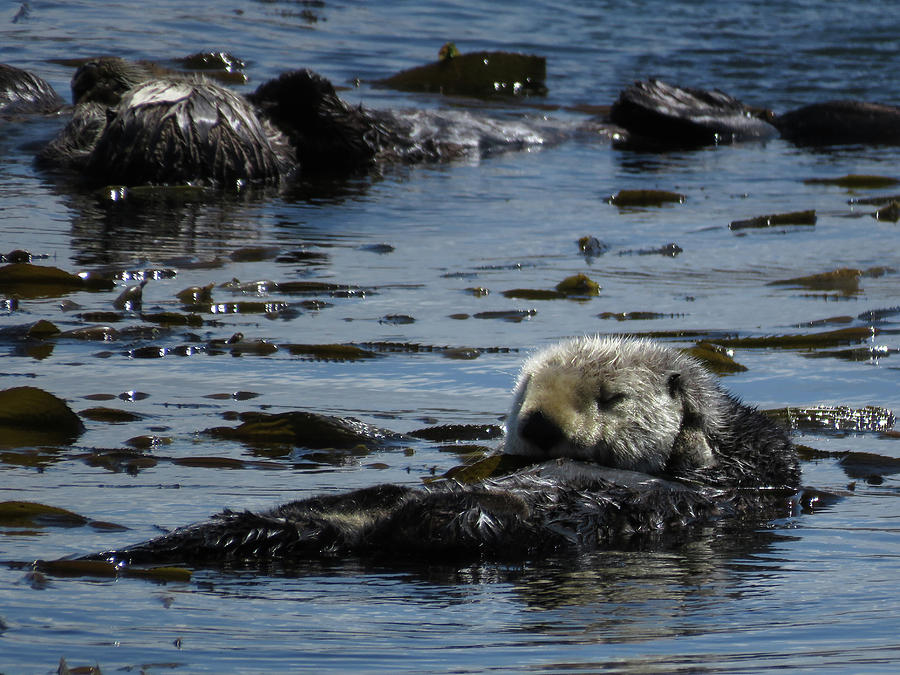 Sea Otters of Morro Bay 2 Photograph by Helaine Cummins