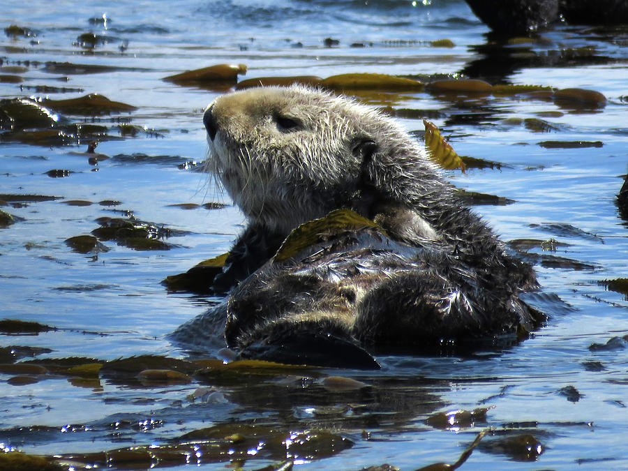 Sea Otters of Morro Bay 5 Photograph by Helaine Cummins