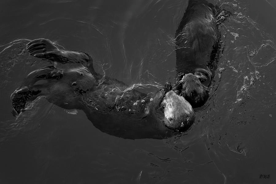 Sea Otters V BW Photograph by David Gordon