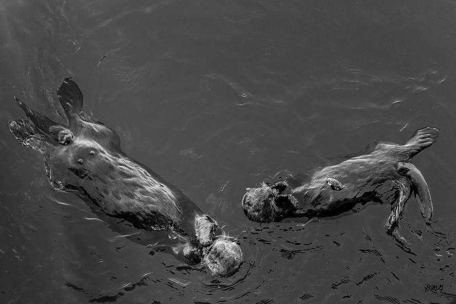 Black And White Photograph - Sea Otters VII BW by David Gordon