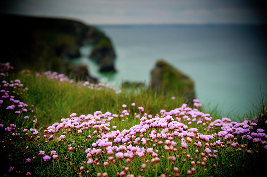 Sea Pinks on a Cornish Cliff iii Photograph by Helen Jackson