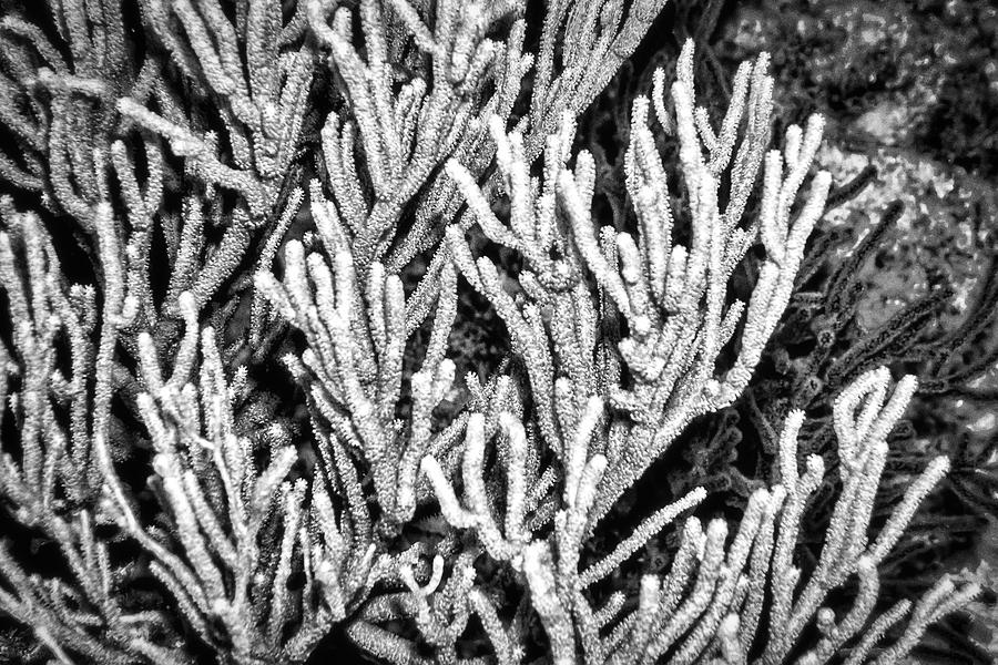 Sea Rod Coral Photograph by Perla Copernik