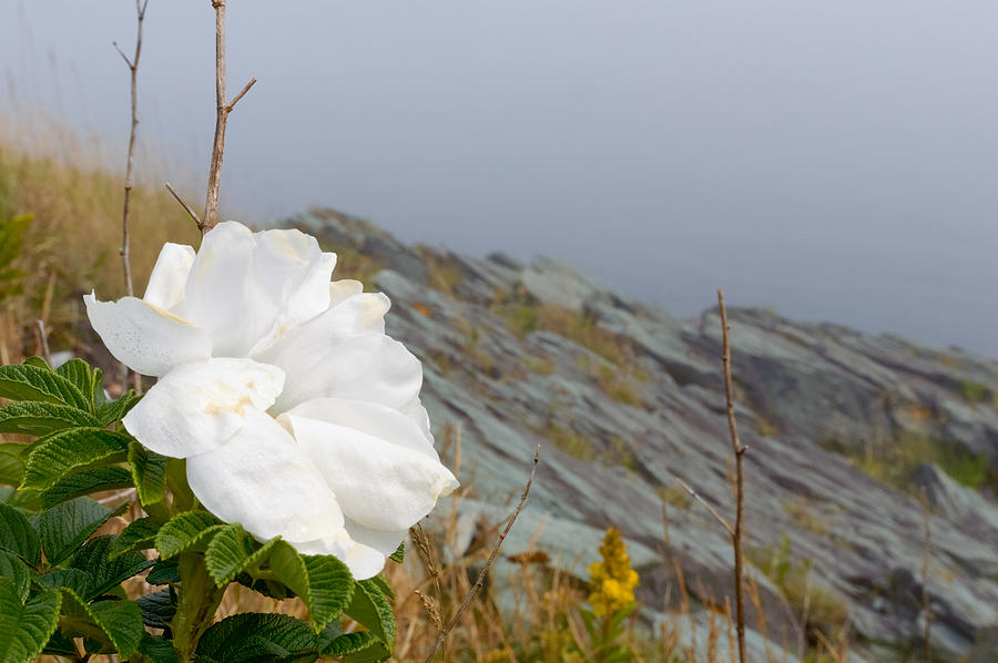 Sea Rose Photograph by Garvin Hunter