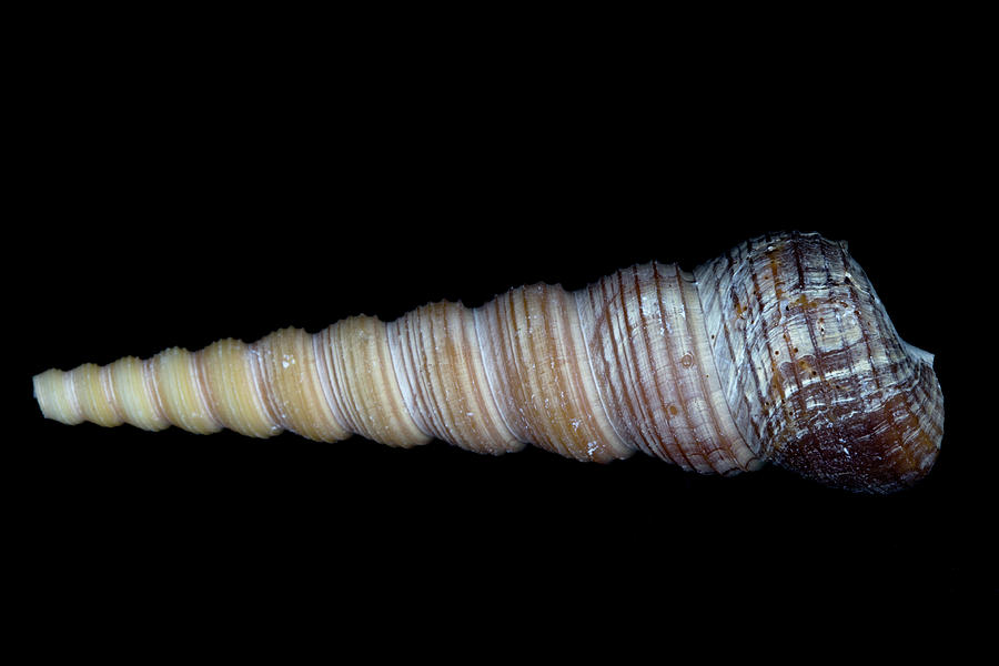 Sea Shell 2 Photograph by David Stasiak