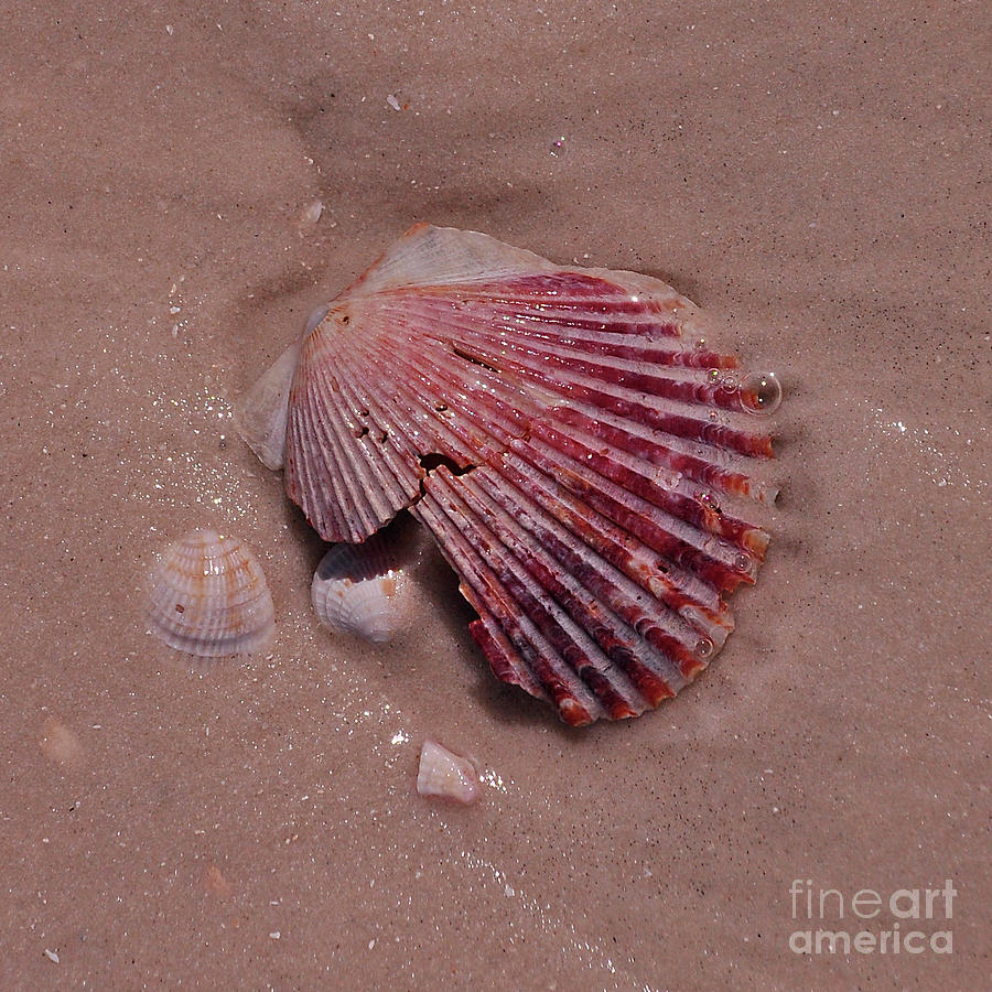 Sea Shell 2 Photograph by Susan Cliett