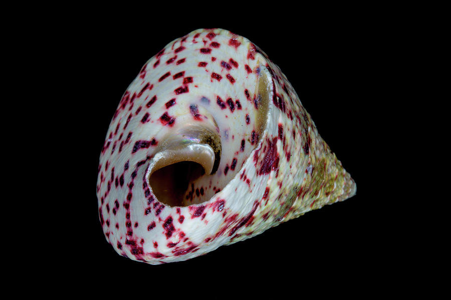 Sea Shell 4 Photograph by David Stasiak