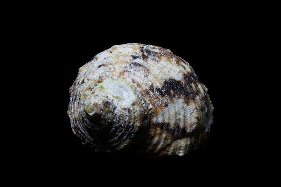 Sea Shell 5 Photograph by David Stasiak
