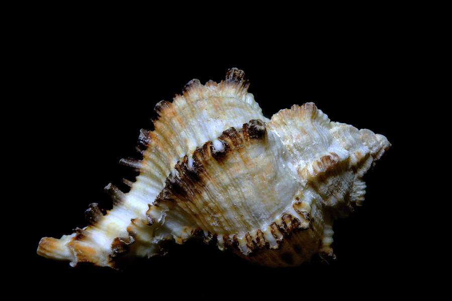 Sea Shell 6 Photograph by David Stasiak