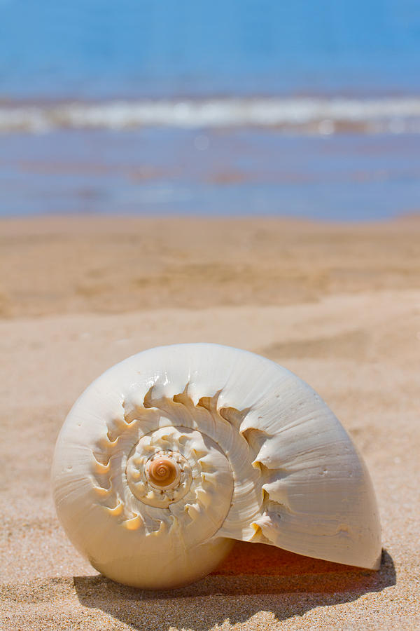 Sea Shell Photograph by Anastasy Yarmolovich