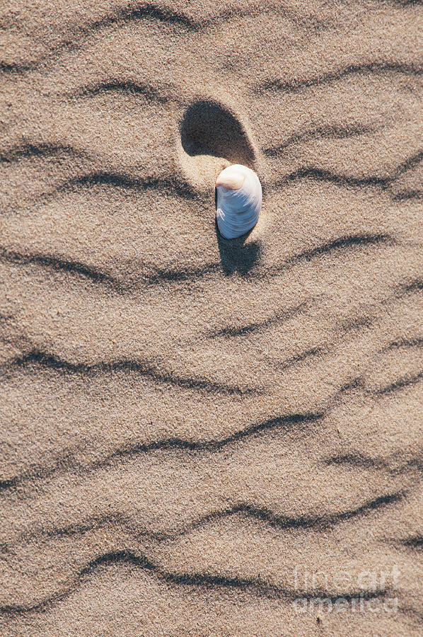 Sea Shell and Sand Lines Photograph by Bob Phillips