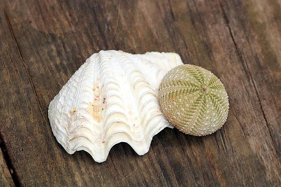 Sea Shell and Sea Urchin Photograph by Sheila Brown