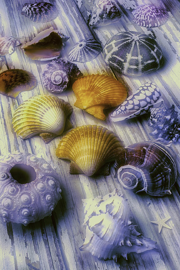 Shell Photograph - Sea Shell Arrangement  by Garry Gay