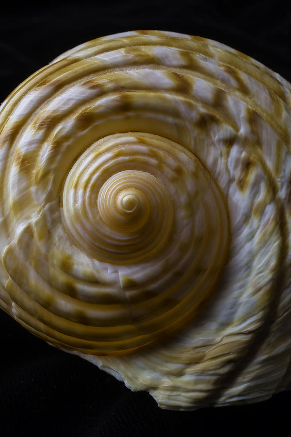 Sea Shell Beauty Photograph by Garry Gay
