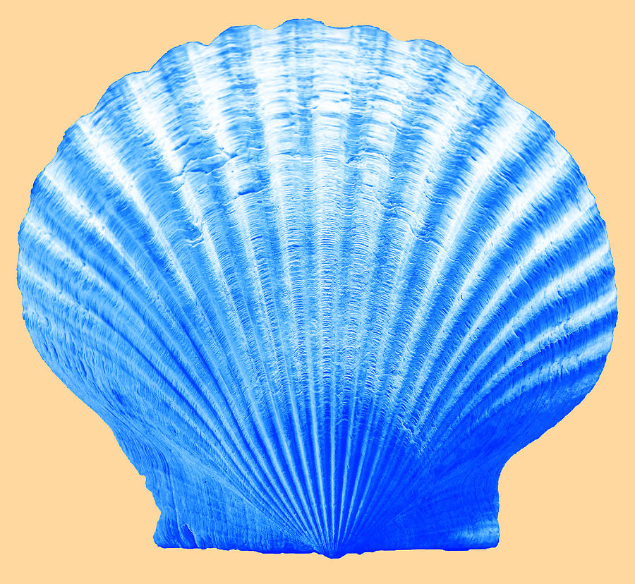 Sea Shell -Blue on Sand Photograph by WAZgriffin Digital