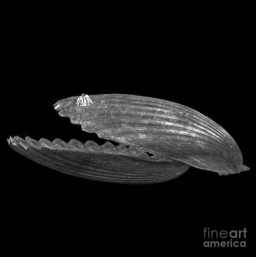 Sea Shell Bnw 8x8 Photograph by Skip Willits