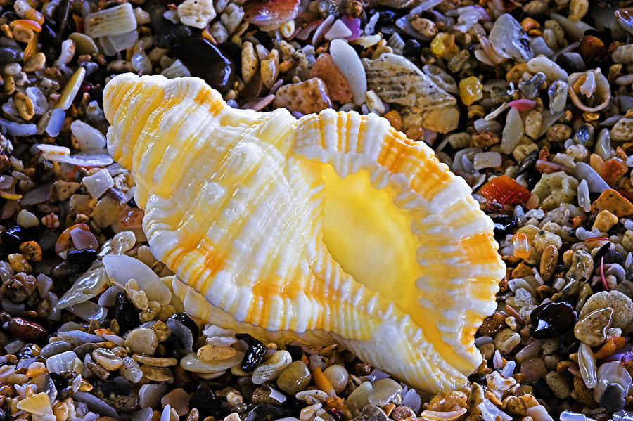 Sea Shell-St Lucia Photograph by Chester Williams