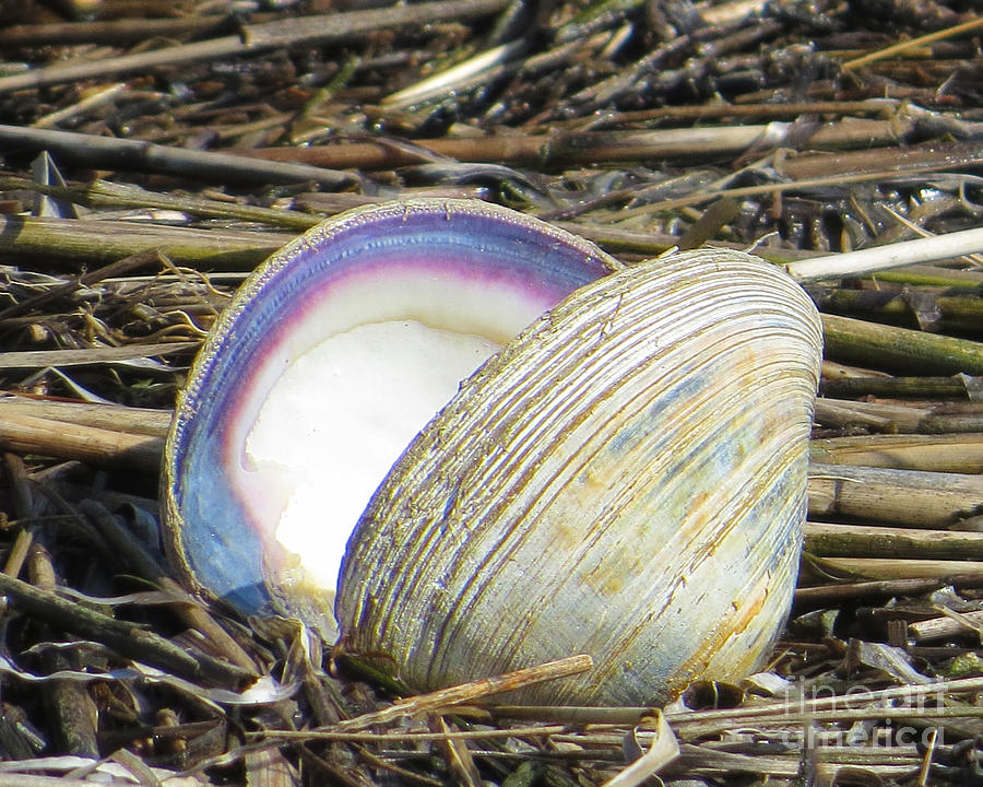 Sea Shell  Photograph by Dawn Gari