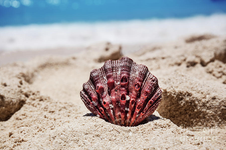 Summer Photograph - Sea Shell  by Evgeniya Lystsova