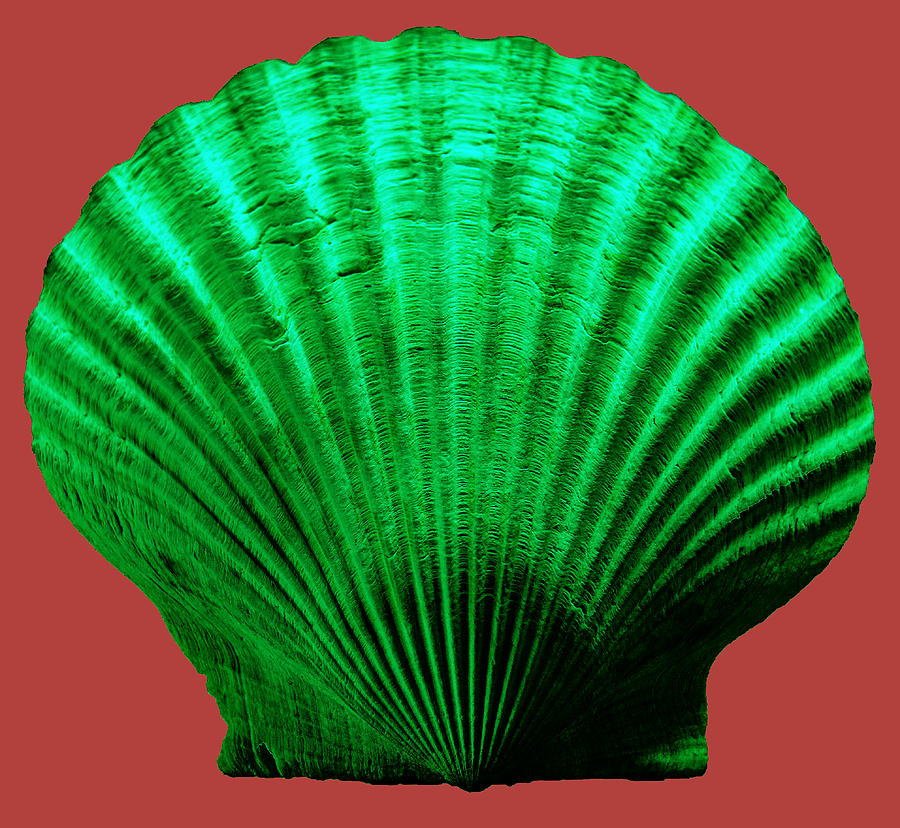 Sea Shell-Green-red Photograph by WAZgriffin Digital