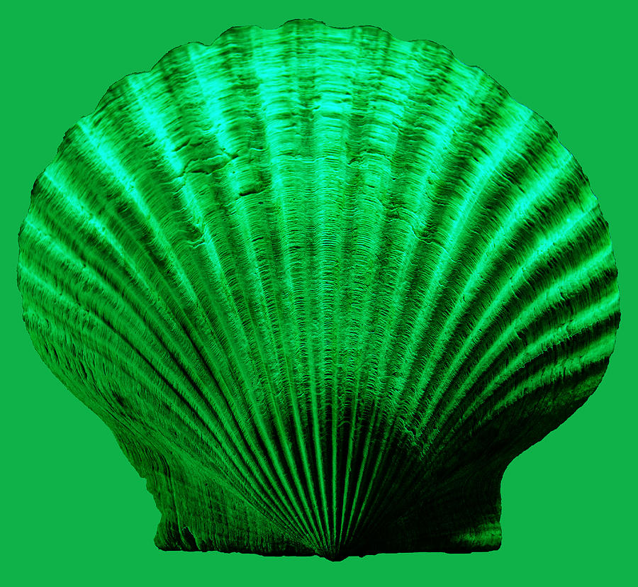 Sea Shell -Green Photograph by WAZgriffin Digital