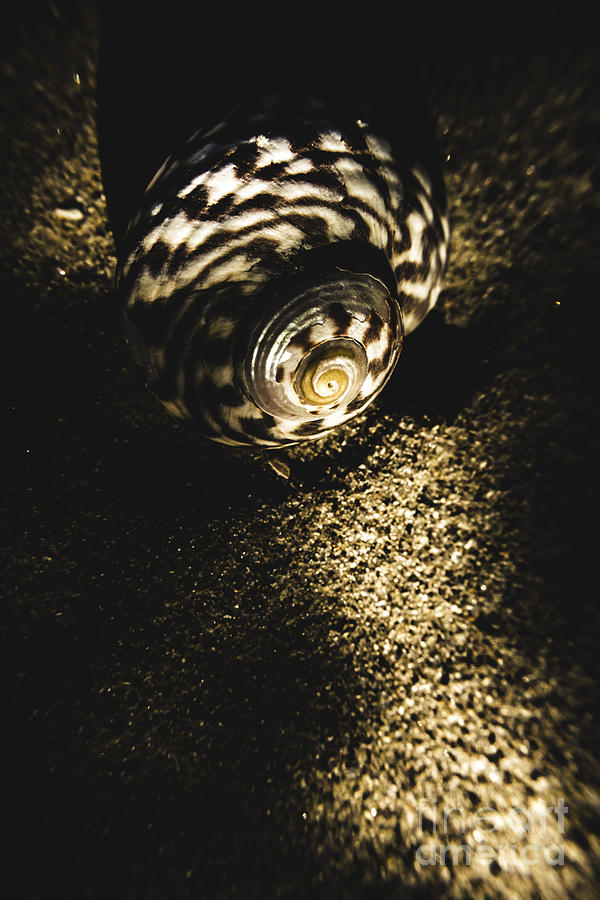 Sea shell in darkness Photograph by Jorgo Photography