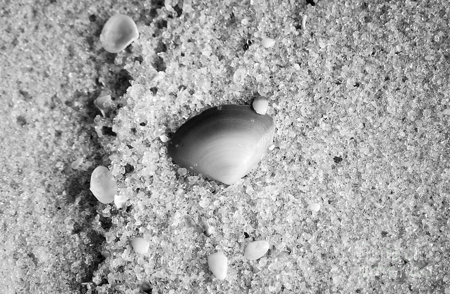Sea Shell in Fine Wet Sand Macro Black and White Photograph by Shawn OBrien