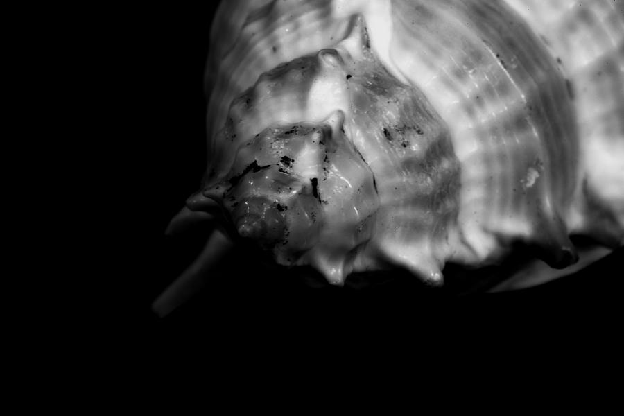 Sea Shell Isolated On Black Background Photograph by Aleksandr Klimkin