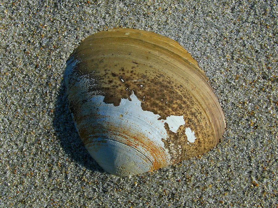 Shell Photograph - Sea Shell by Juergen Roth