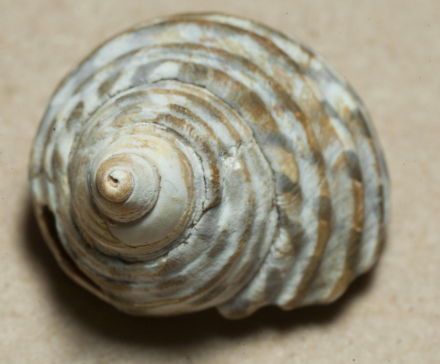 Sea shell Photograph by Masami Iida