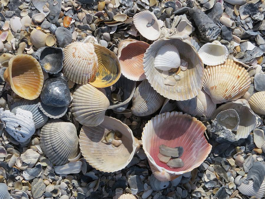 Sea Shell Mozaic Photograph by Ellen Meakin