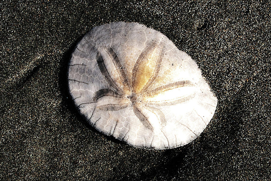 Sea Shell by Norman Hall Sea Shell by Norman Hall