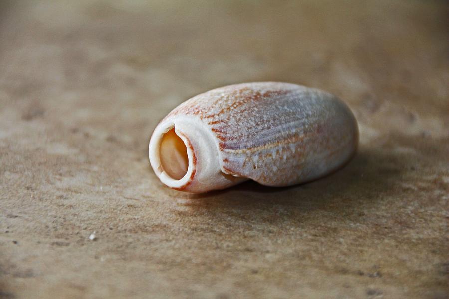 Sea Shell Olive Photograph by Michiale Schneider