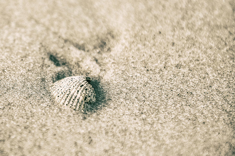 Sea Shell on Beach  Photograph by John McGraw