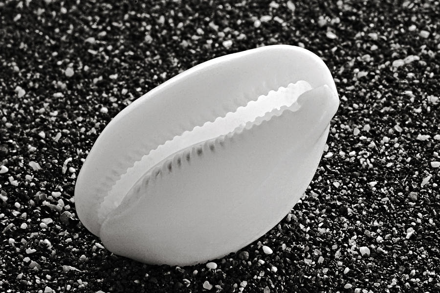 Sea Shell on Black Sand Beach  Photograph by Chester Williams