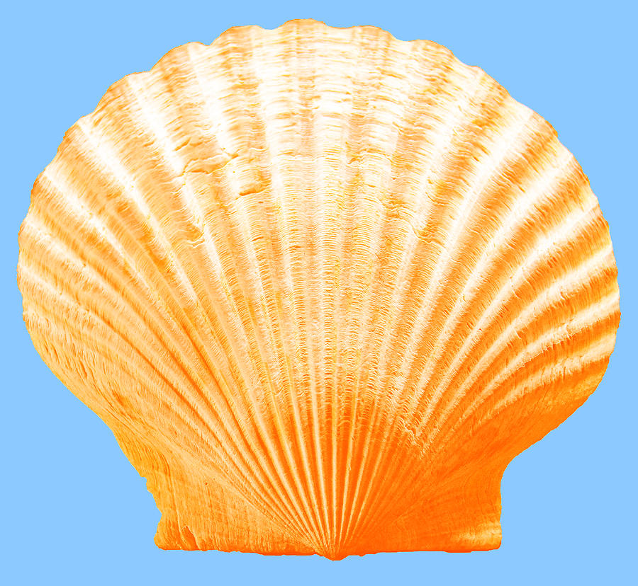 Sea Shell-Orange-blue Photograph by WAZgriffin Digital