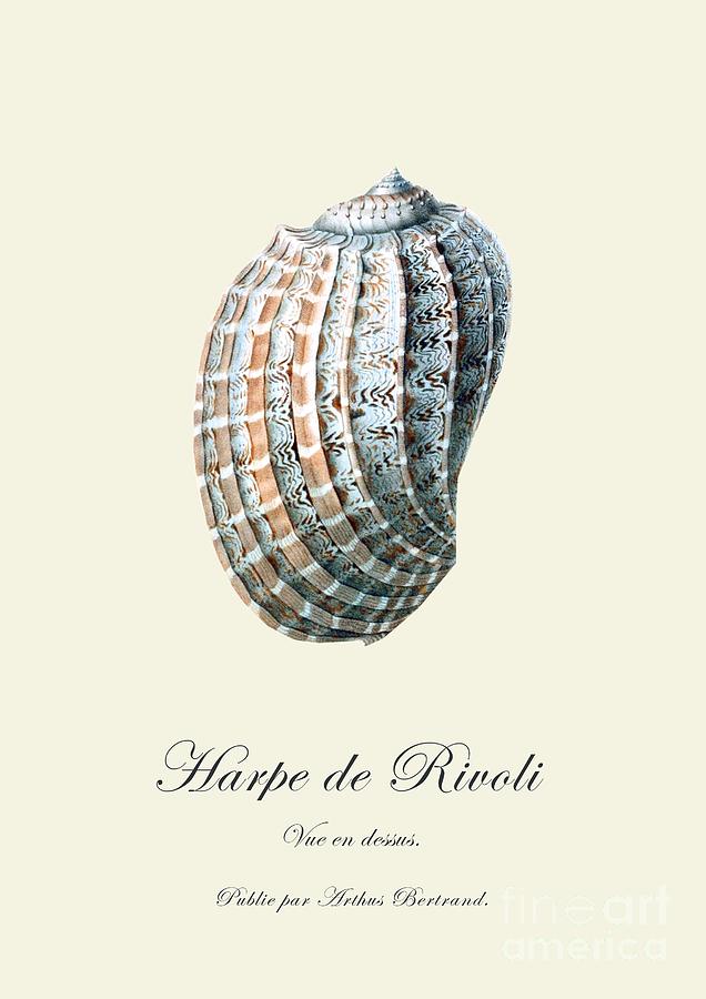 Vintage Drawing - Sea shell by Patruschka Hetterschij