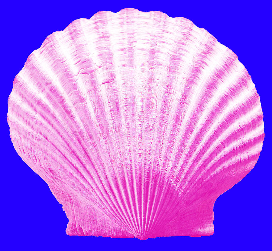 Sea Shell- pink on blue Photograph by WAZgriffin Digital