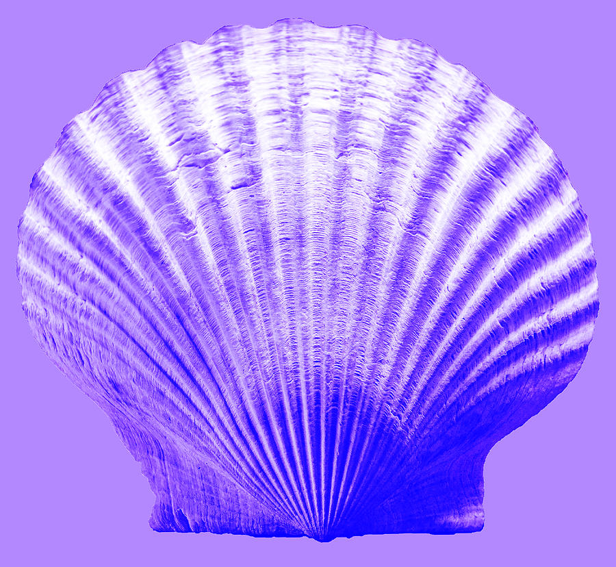 Sea Shell-purple Photograph by WAZgriffin Digital