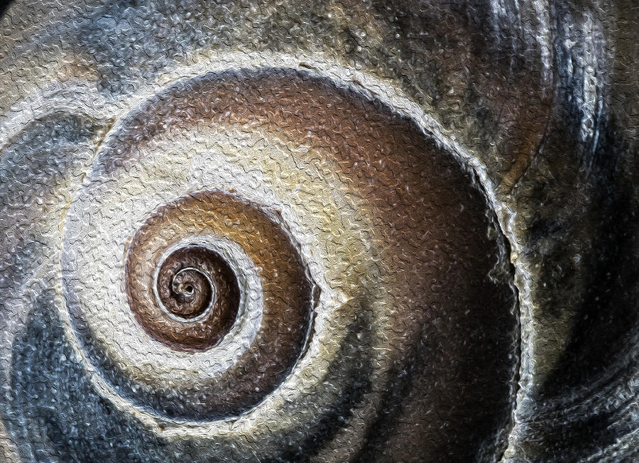 Sea Shell Rendered as Oil Photograph by Paul Ross