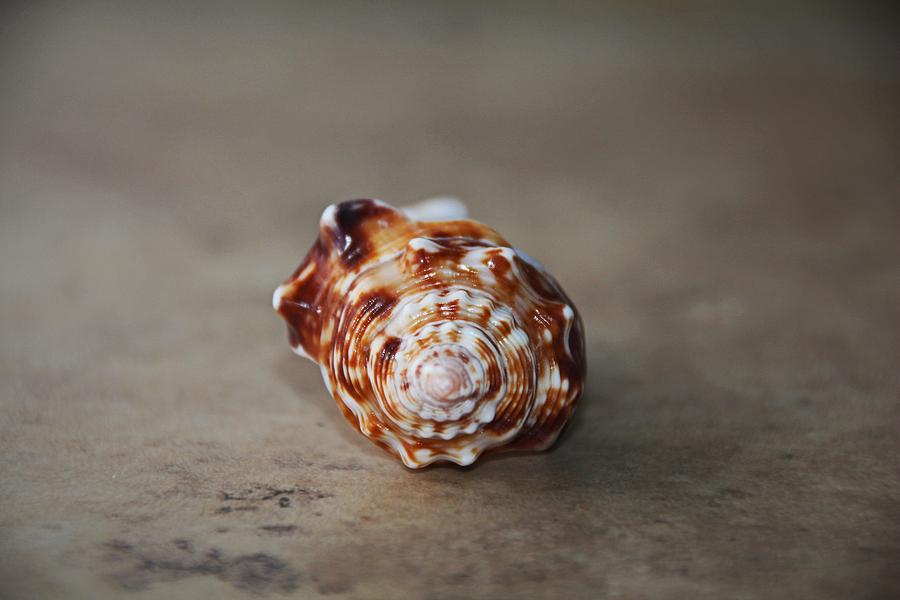 Sea Shell Swirls II Photograph by Michiale Schneider