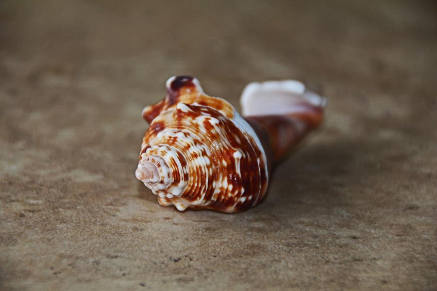 Sea Shell Swirls Photograph by Michiale Schneider