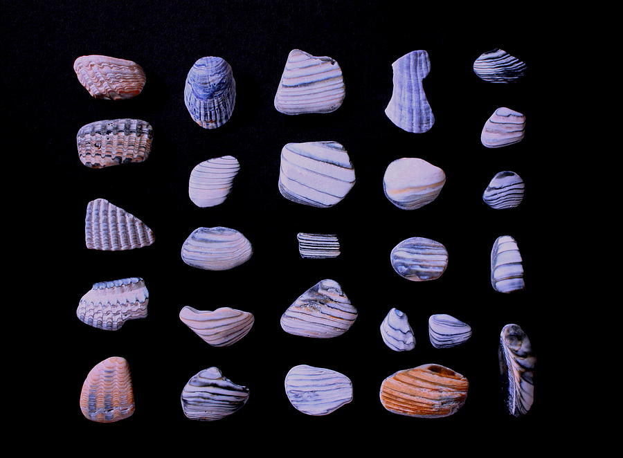 Sea Shell Treasures #2 Photograph by Larry Bacon