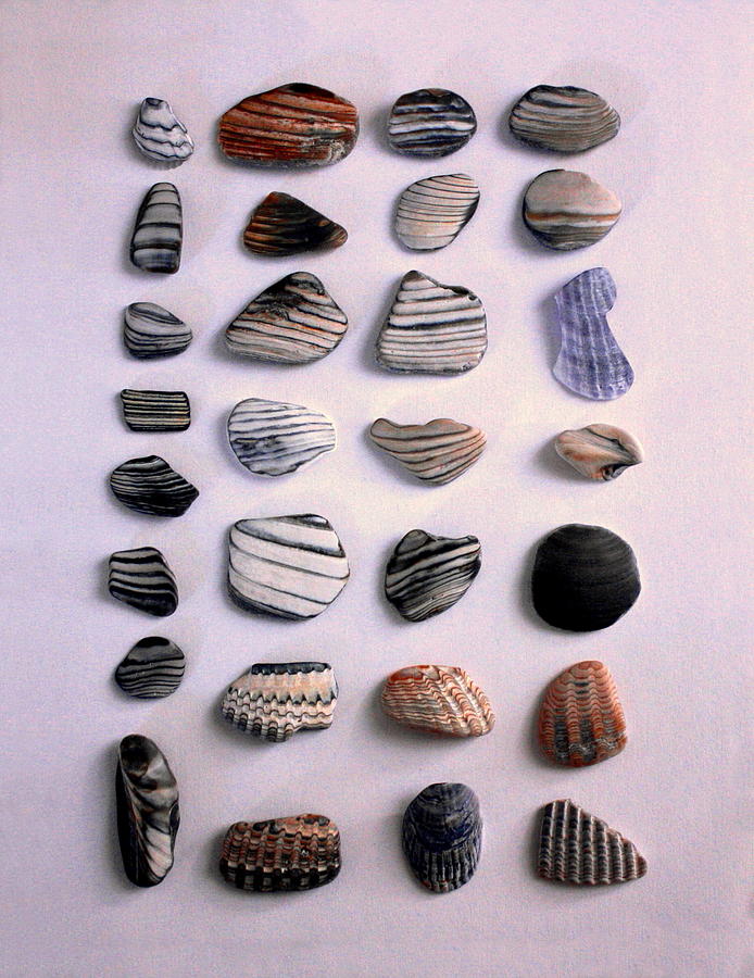 Sea Shell Treasures #3 Photograph by Larry Bacon