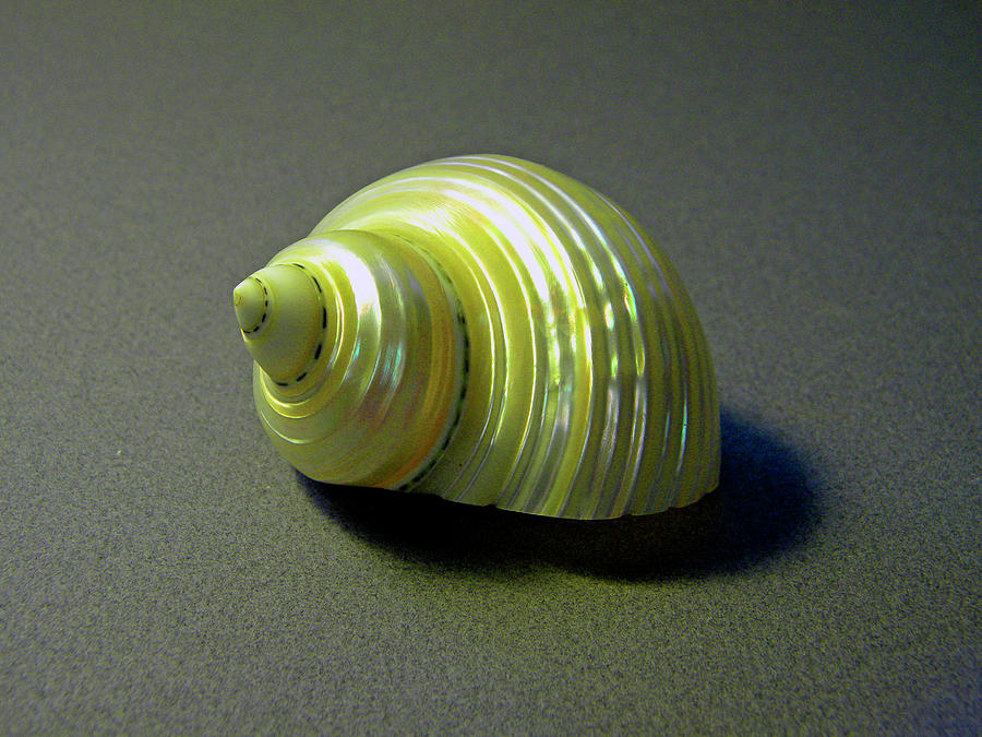 Sea Shell Turbo marmoratus Photograph by Frank Wilson