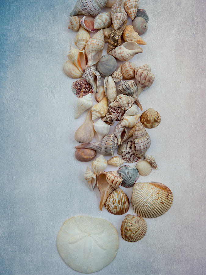 Sea Shells 1 Photograph by Rebecca Cozart