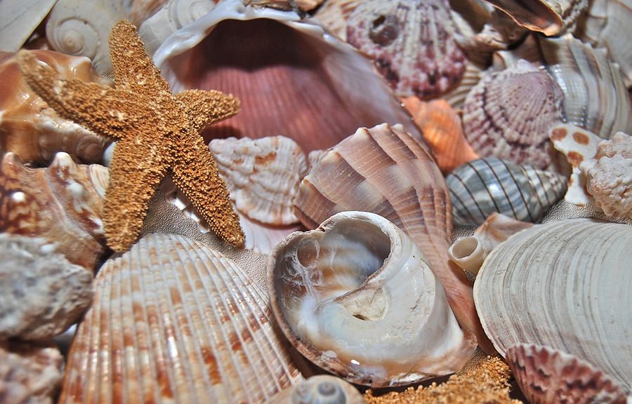 Sea Shells 1650 Photograph by Michael Peychich