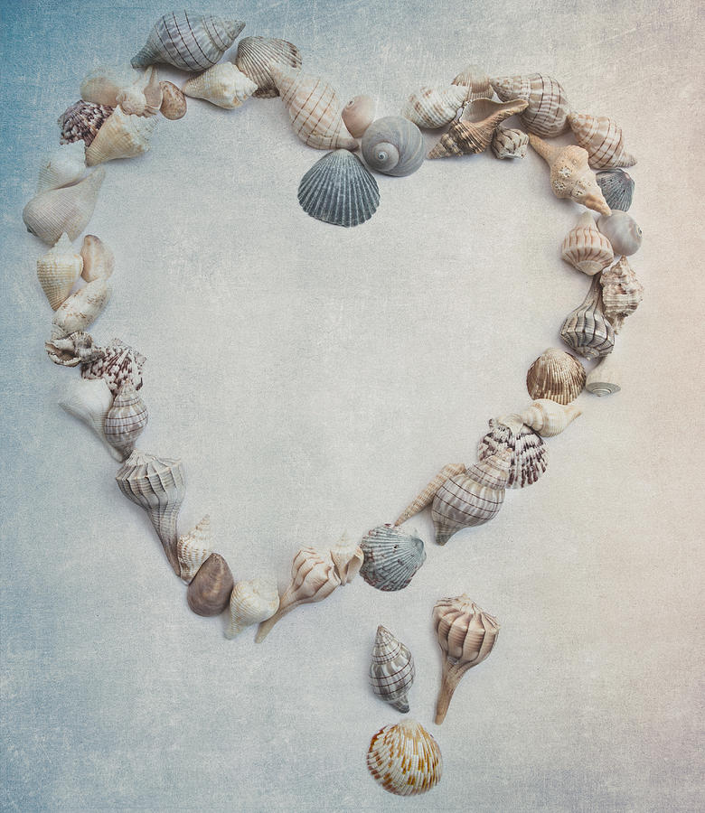 Sea Shells 2 Photograph by Rebecca Cozart